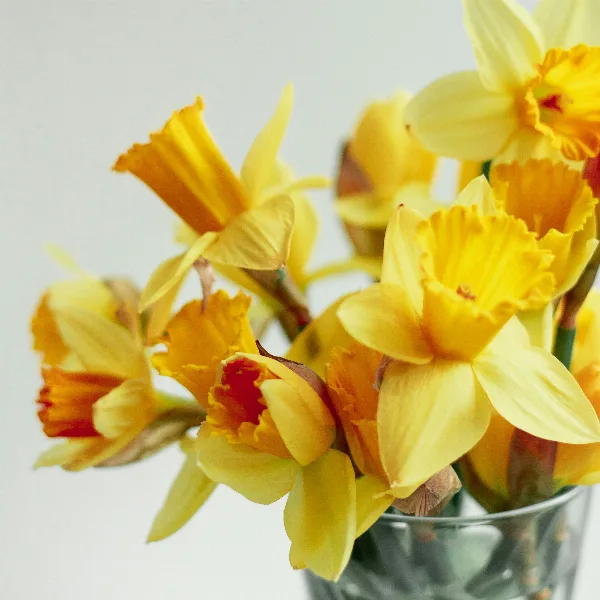 Frühlingsblumen