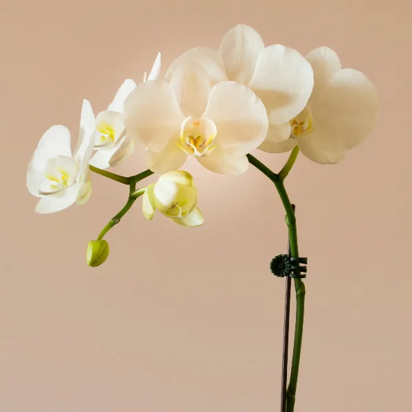 Wie giesse und pflege ich eine Orchidee?