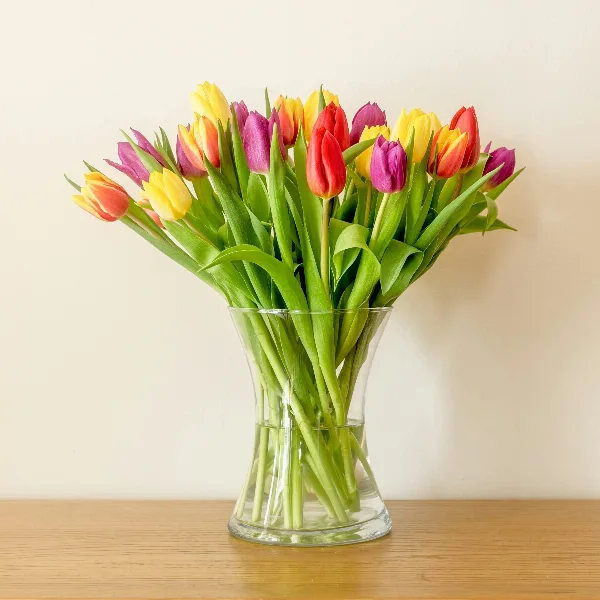 Warum hängen meine Tulpen und wie bleiben sie schön?